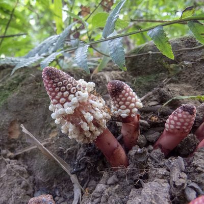 Balanophora dioica, photographed by Paulmathi Vinod