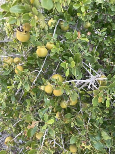 Diospyros intricata, photographed by Jim Riley