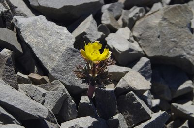 Ranunculus haastii, photographed by Ed Wilson