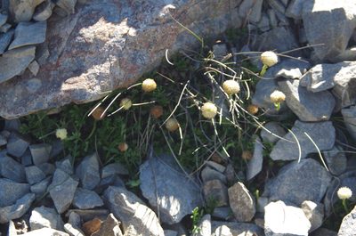 Leptinella pyrethrifolia, photographed by Ed Wilson