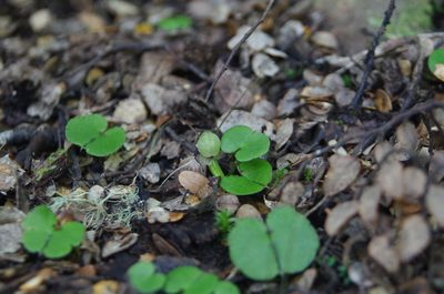 Corybas vitreus, photographed by Ed Wilson