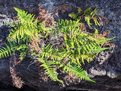 Pityrogramma austroamericana, photographed by David Anderson