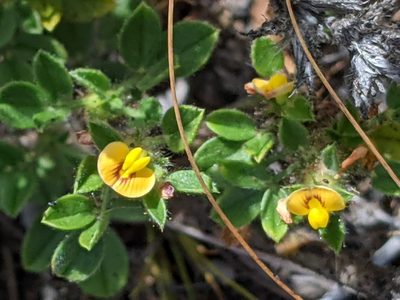 Stylosanthes viscosa, photographed by David Anderson