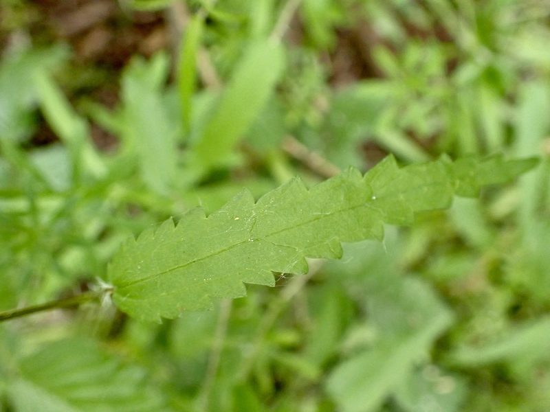 Urtica perconfusa, photographed by Mike Bowie