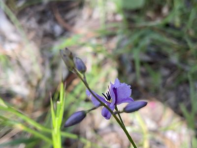 Dichopogon strictus, photographed by Dylan Wishart