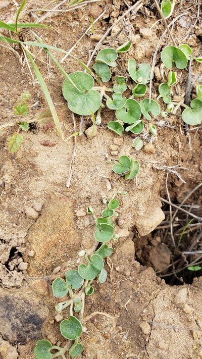 Dichondra donelliana, photographed by Rupert Clayton