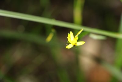Tricoryne anceps, photographed by Greg Tasney