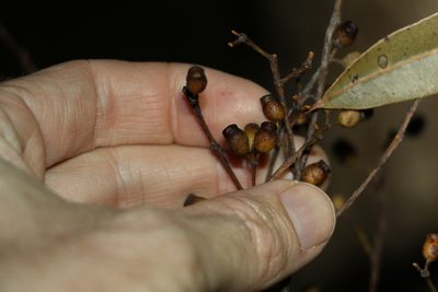 Corymbia trachyphloia, photographed by Greg Tasney