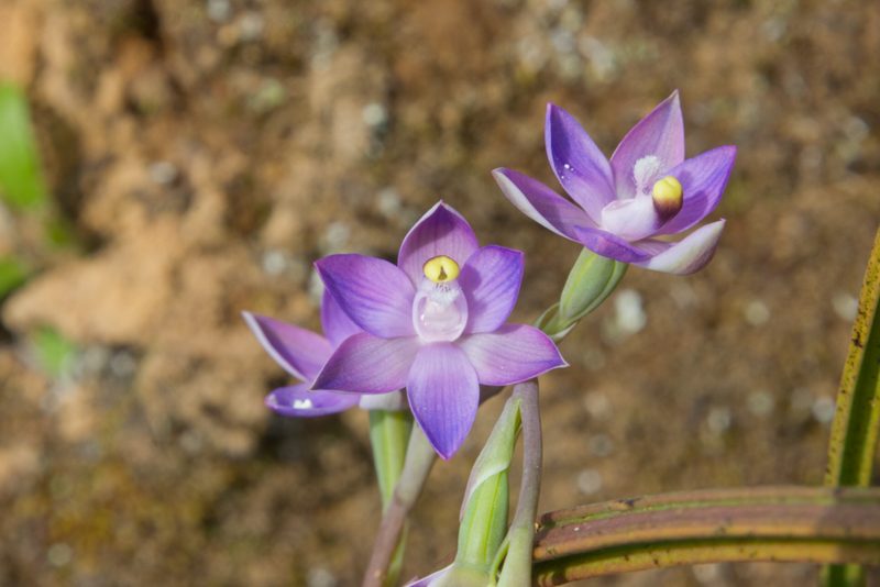 Thelymitra pauciflora, photographed by Hayden Jones
