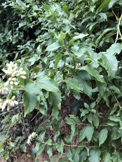 Microglossa pyrifolia, photographed by 鄭雪雲
