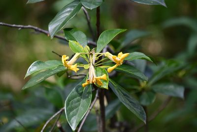 Hymenosporum flavum, photographed by Thomas Mesaglio