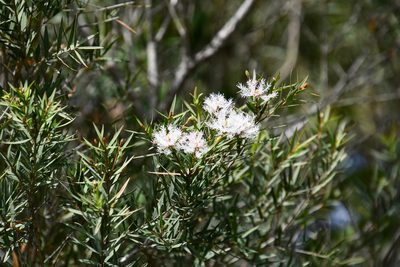Melaleuca linariifolia, photographed by Thomas Mesaglio