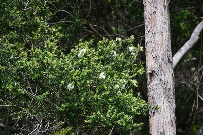 Melaleuca styphelioides, photographed by Thomas Mesaglio