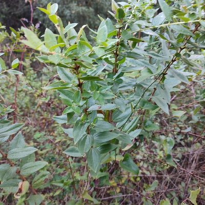 Coriaria myrtifolia, photographed by Quentin Groom