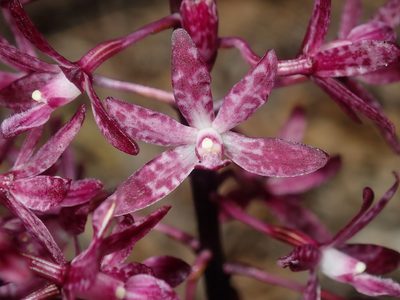 Dipodium squamatum, photographed by Thomas Mesaglio