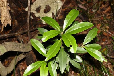 Myrsine howittiana, photographed by Greg Tasney