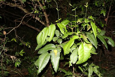 Flindersia bennettii, photographed by Greg Tasney