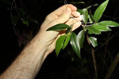 Petalostigma triloculare, photographed by Greg Tasney