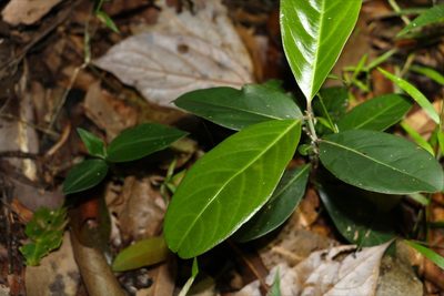 Rhodomyrtus psidioides, photographed by Greg Tasney
