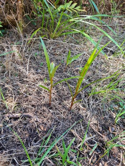 Pterostylis irsoniana, photographed by gnapp