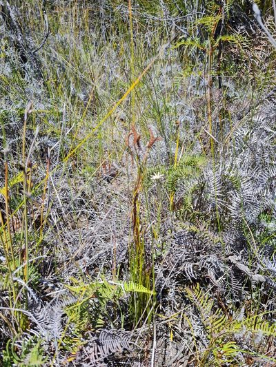 Microschizaea fistulosa, photographed by gnapp