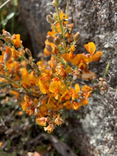 Oxylobium oxylobioides, photographed by Lukas Clews