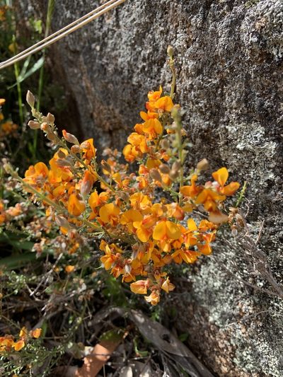 Oxylobium oxylobioides, photographed by Lukas Clews