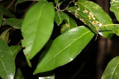 Endiandra discolor, photographed by Greg Tasney
