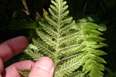 Leptogramma pozoi, photographed by Edmundas Greimas