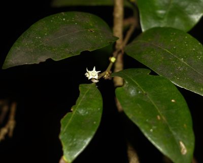 Cleistanthus cunninghamii, photographed by Greg Tasney
