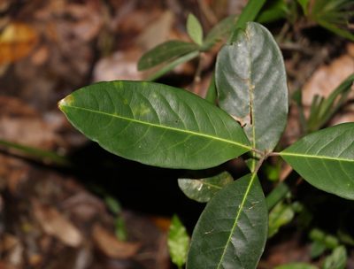 Rhodomyrtus psidioides, photographed by Greg Tasney