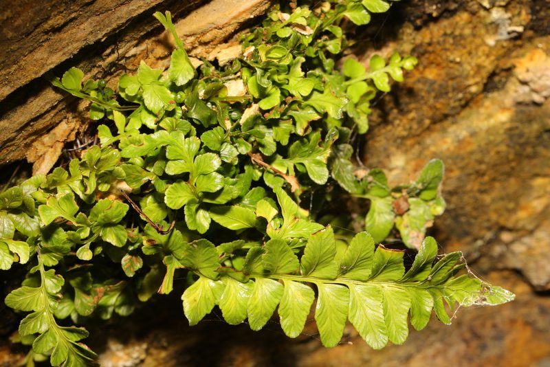 Asplenium marinum, photographed by Stephen James McWilliam