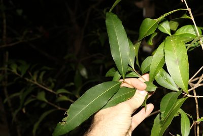 Notelaea longifolia, photographed by Greg Tasney