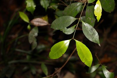 Syzygium oleosum, photographed by Greg Tasney