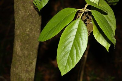 Gmelina leichhardtii, photographed by Greg Tasney