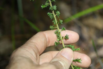 Pultenaea villosa, photographed by Greg Tasney