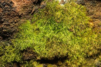Dicranella heteromalla, photographed by Stephen James McWilliam