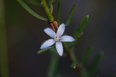 Philotheca queenslandica, photographed by Bruce Cathie