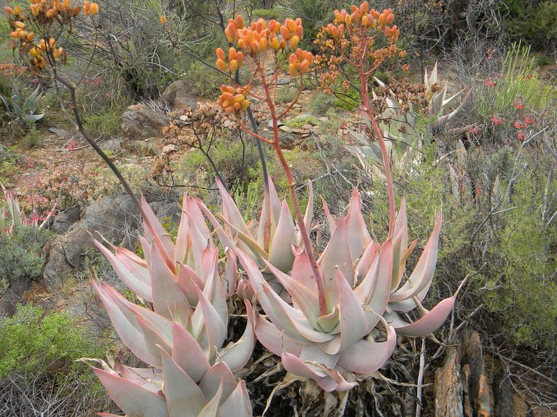 Aloe striata, photographed by Tim Kirsten