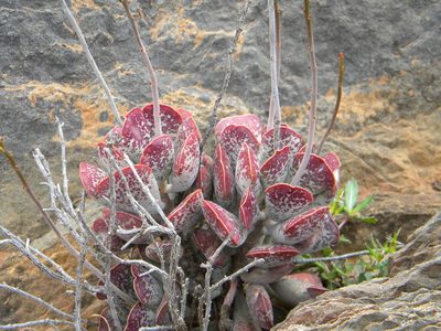 Adromischus triflorus, photographed by Tim Kirsten
