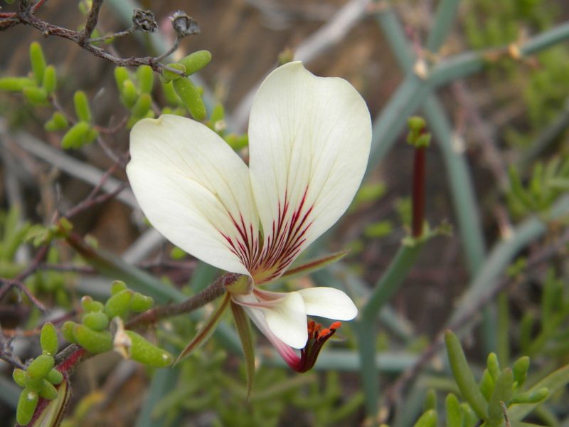 Pelargonium tetragonum, photographed by Tim Kirsten