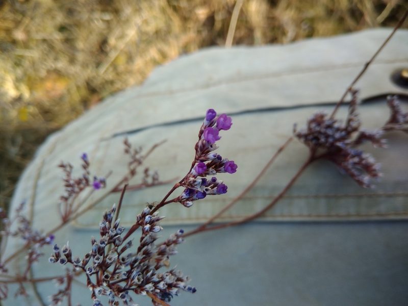 Limonium alutaceum, photographed by Valerii Darmostuk