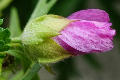 Malva alcea, photographed by Patrick Hacker