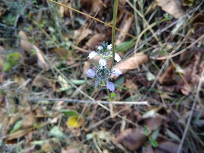 Nigella arvensis, photographed by Valerii Darmostuk