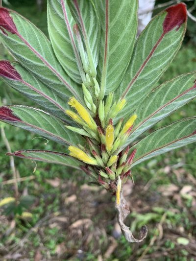 Columnea orientandina, photographed by Line Juul Nielsen
