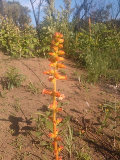 Sinningia allagophylla, photographed by Márcia Martins