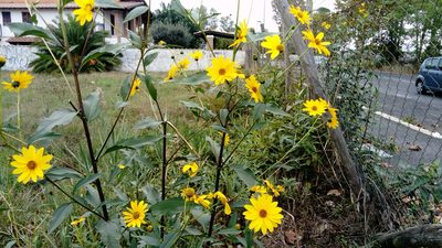 Helianthus tuberosus, photographed by Kenta Nakahashi