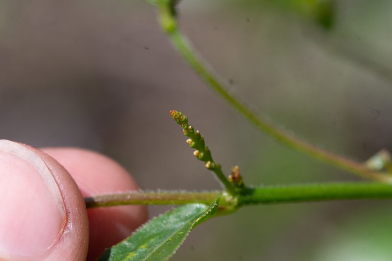 Microstachys serrulata, photographed by Márcia Martins