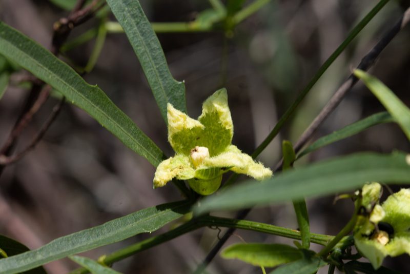 Cayaponia espelina, photographed by Márcia Martins