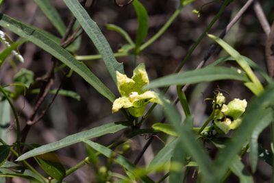 Cayaponia espelina, photographed by Márcia Martins